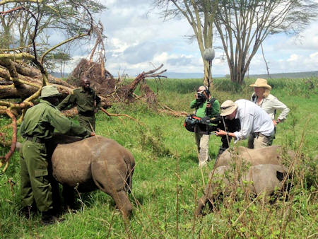 Traceyʼs crew filming rhino on the Lewa Wildlife Conservancy